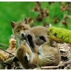 - Junger Rotfuchs 2 - ( Vulpes vulpes )