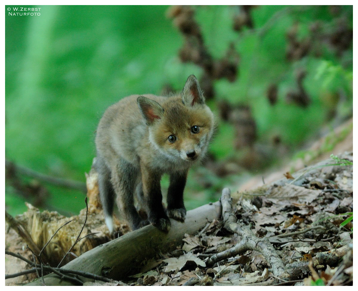 - Junger Rotfuchs 2 - ( Vulpes vulpes )