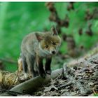 - Junger Rotfuchs 2 - ( Vulpes vulpes )