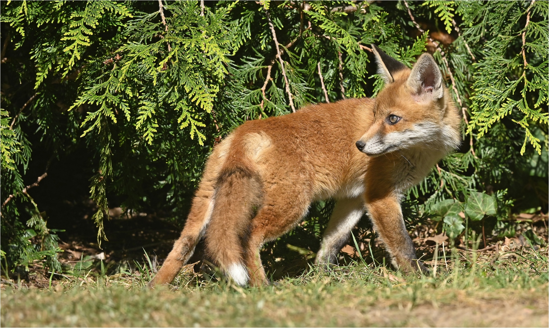 Junger Rotfuchs