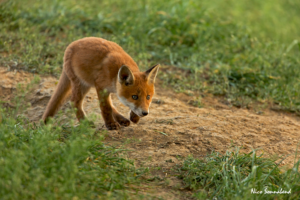 junger rotfuchs