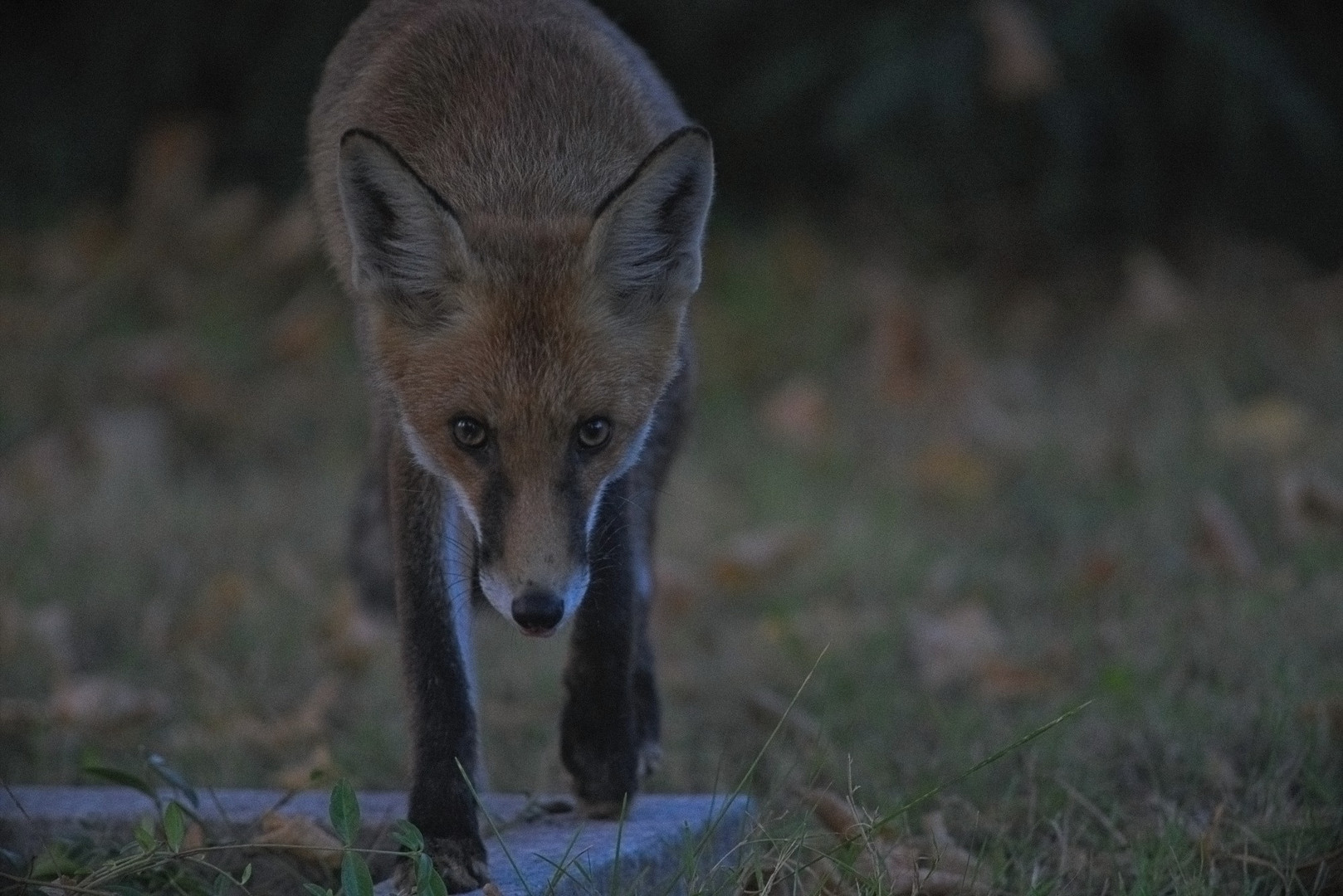 junger Rotfuchs