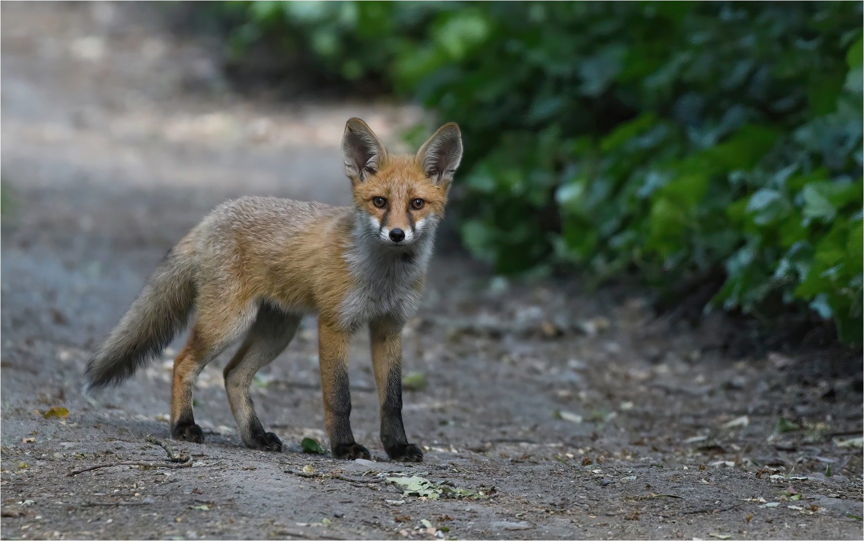 Junger Rotfuchs