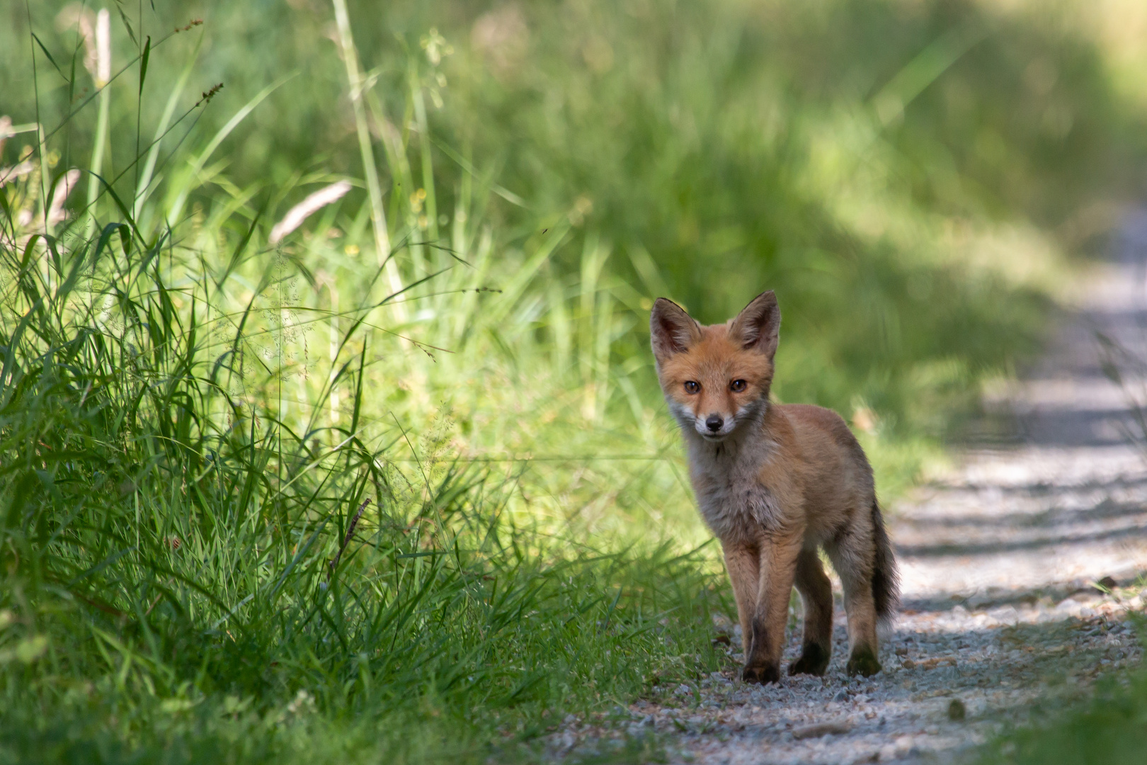 Junger Rotfuchs am Wegesrand 