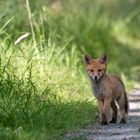 Junger Rotfuchs am Wegesrand 