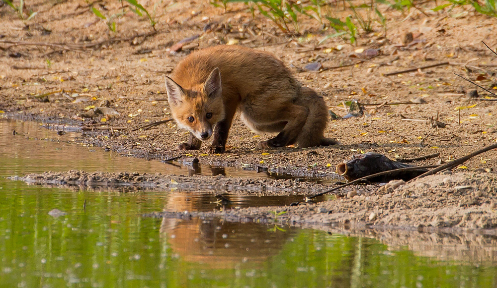 Junger Rotfuchs am Weiher