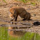 Junger Rotfuchs am Weiher