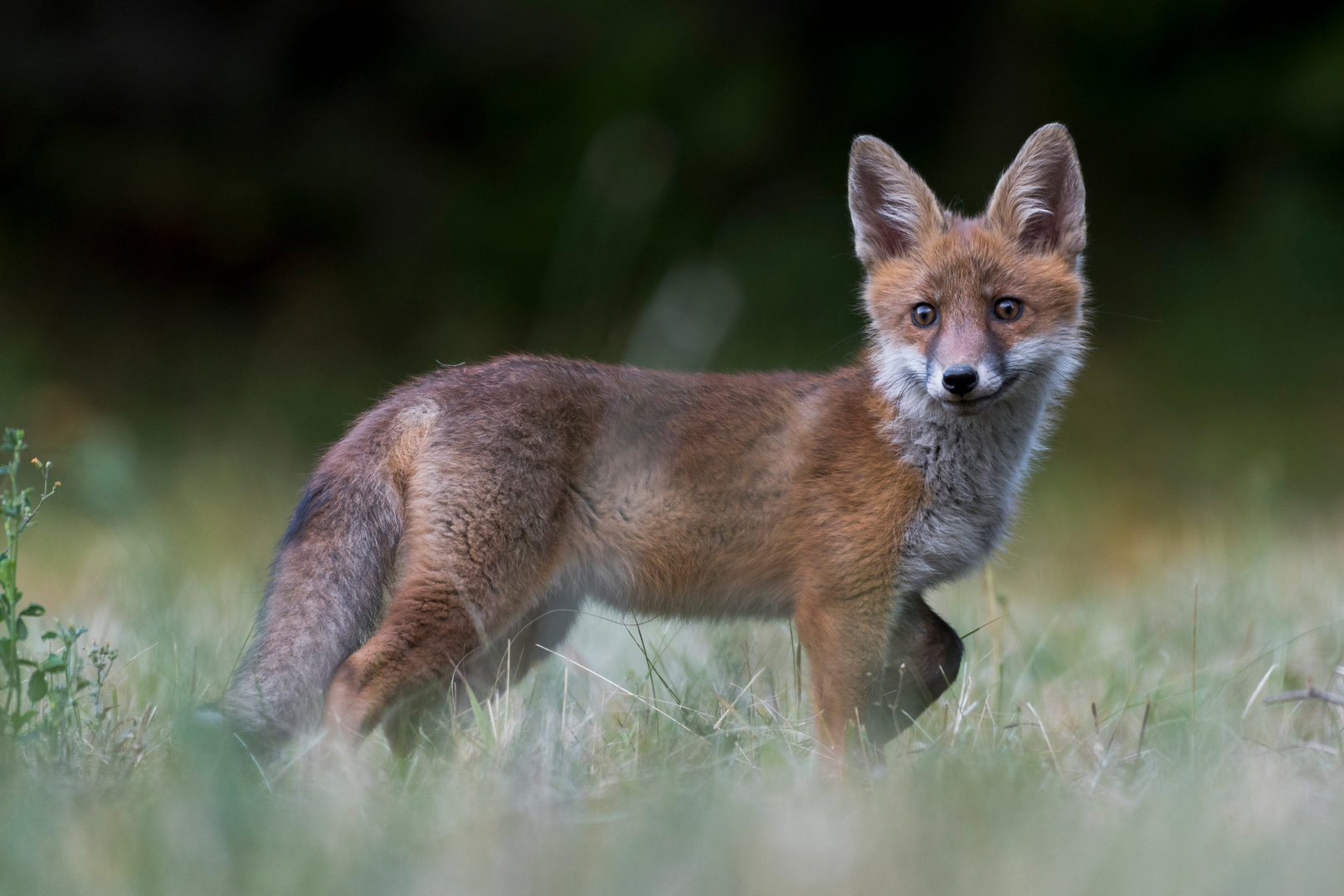 Junger Rotfuchs auf Entdeckungsreise