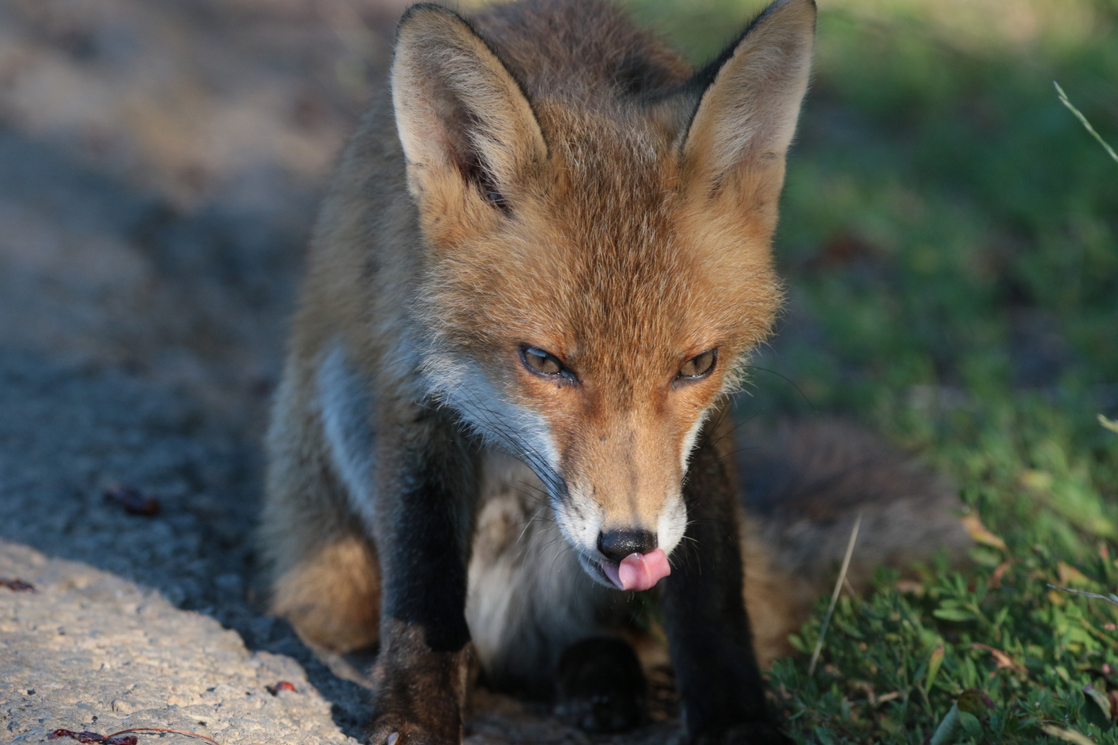 junger Rotfuchs auf Tour 5 IMG_2682