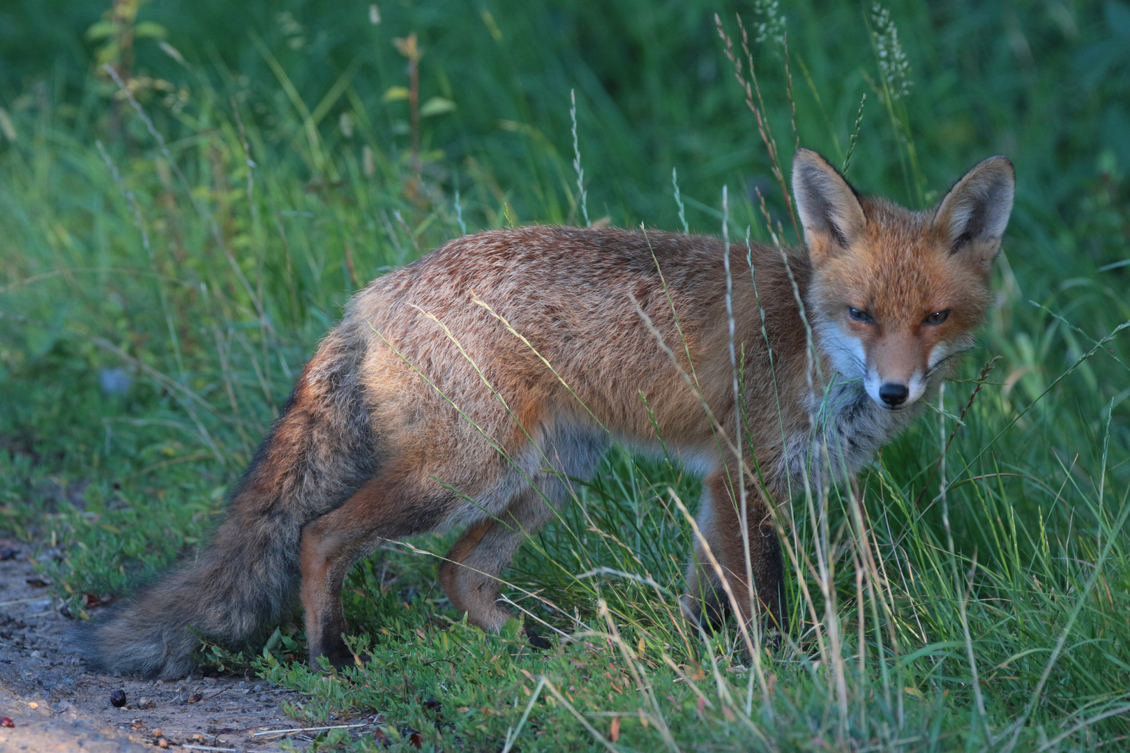 junger Rotfuchs auf Tour 6 IMG_2669