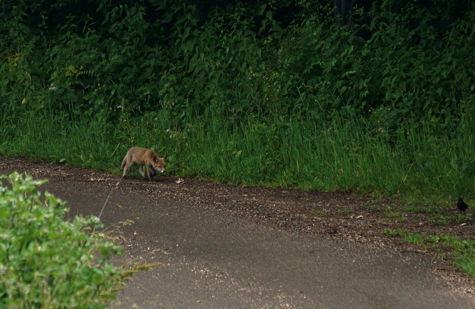 Junger Rotfuchs