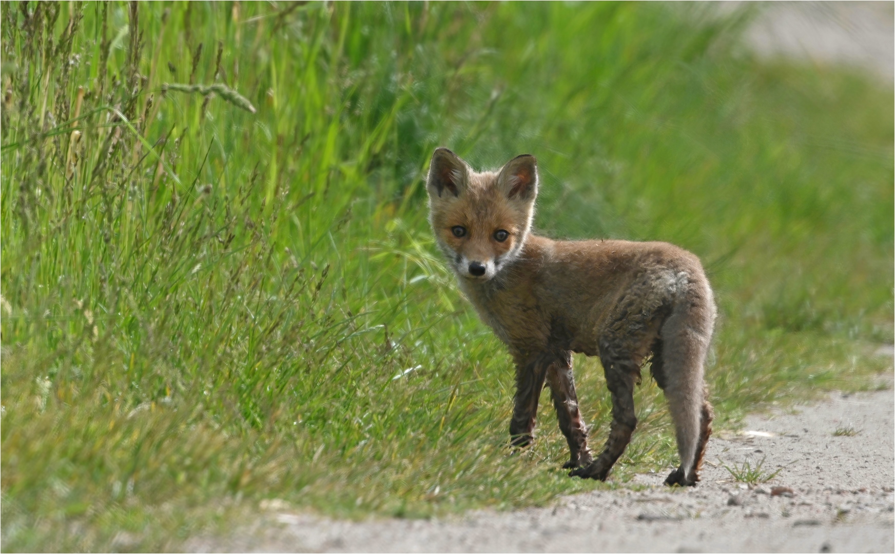 Junger Rotfuchs