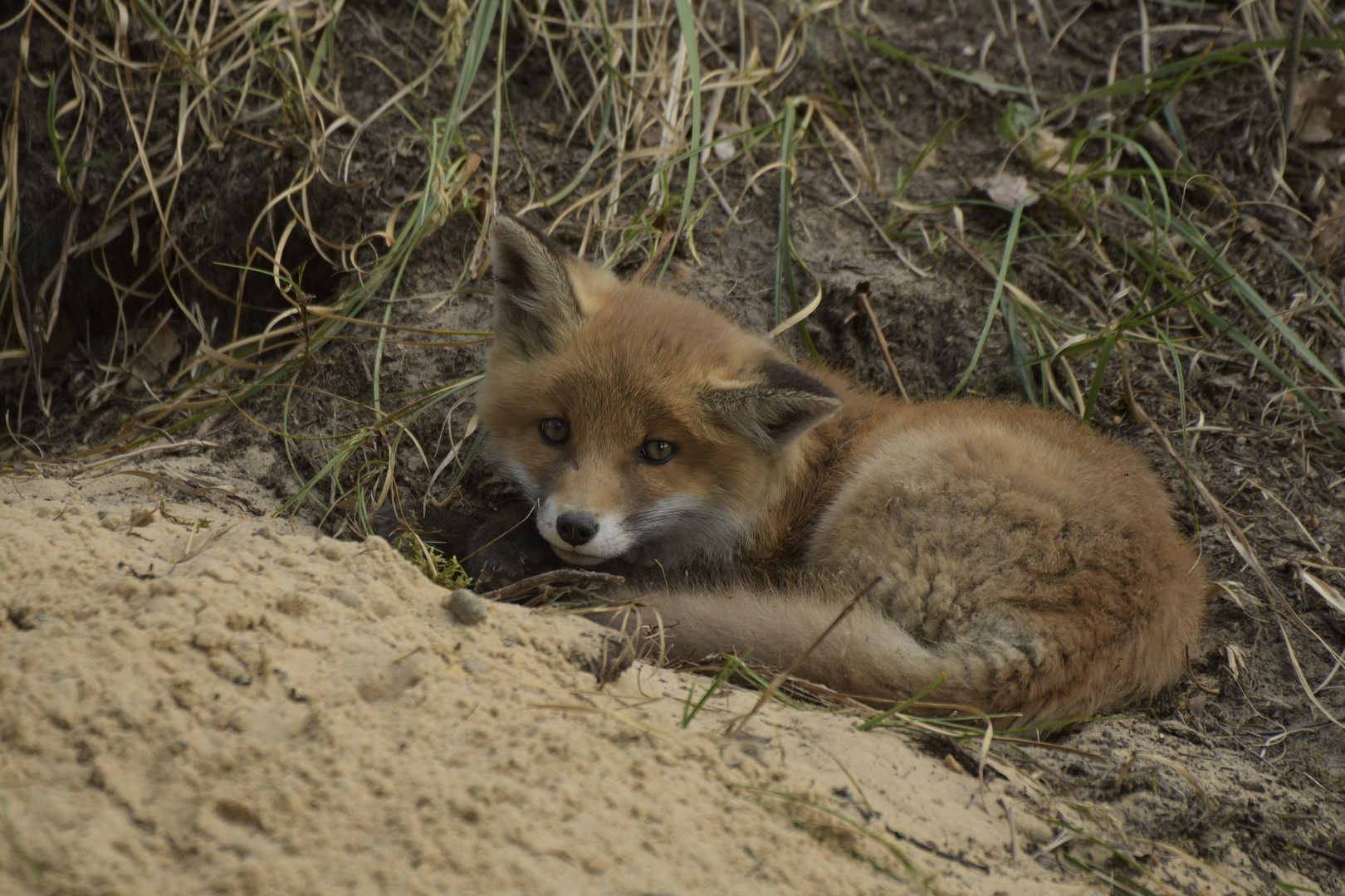 Junger Rotfuchs