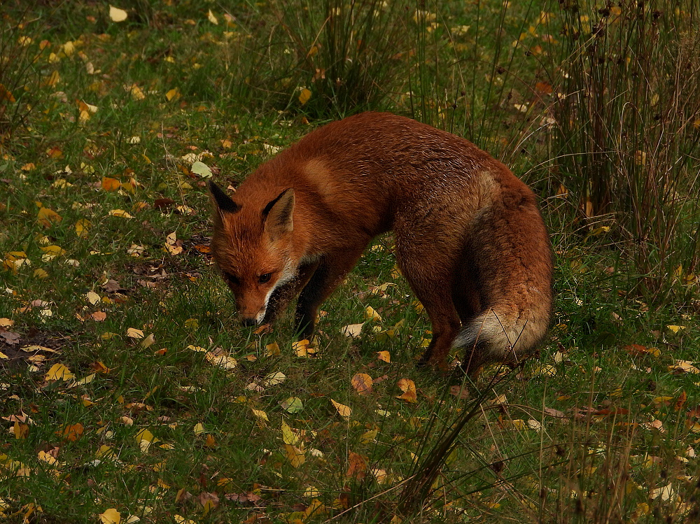 Junger Rotfuchs 