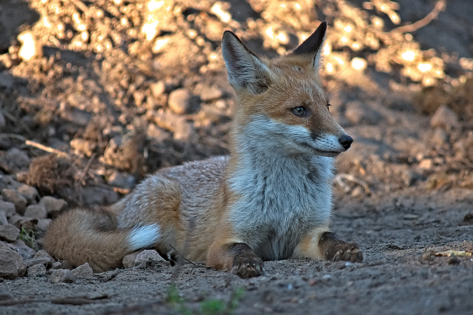 junger Rotfuchs