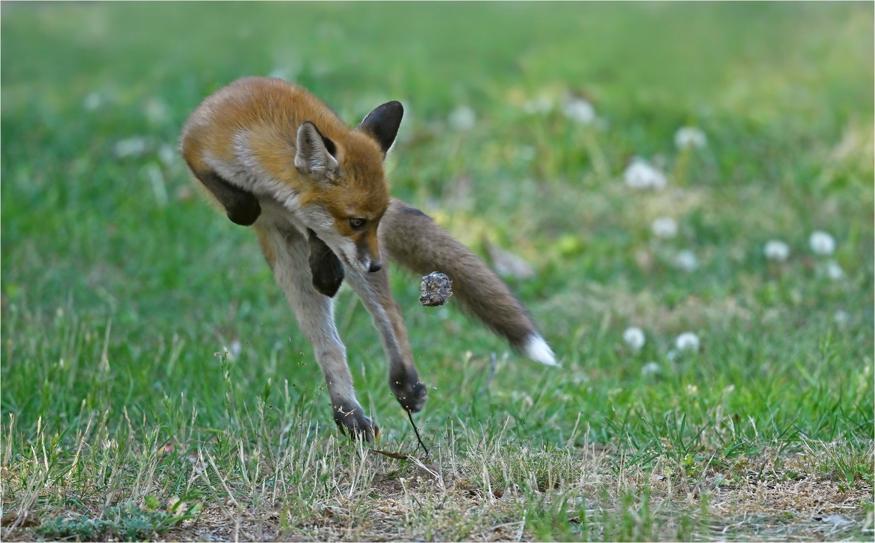 Junger Rotfuchs im Spiel ...