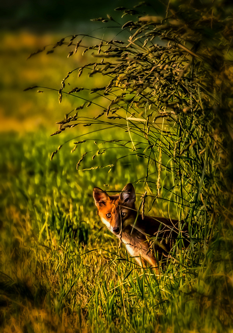 Junger Rotfuchs in der Abendsonne