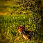 Junger Rotfuchs in der Abendsonne