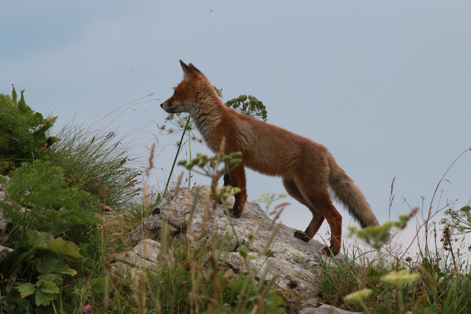 junger Rotfuchs - Was ist wohl hinter dem Felsen? 