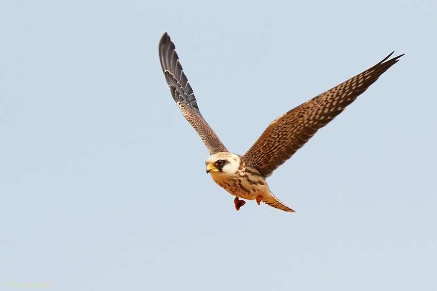 Junger Rotfußfalke