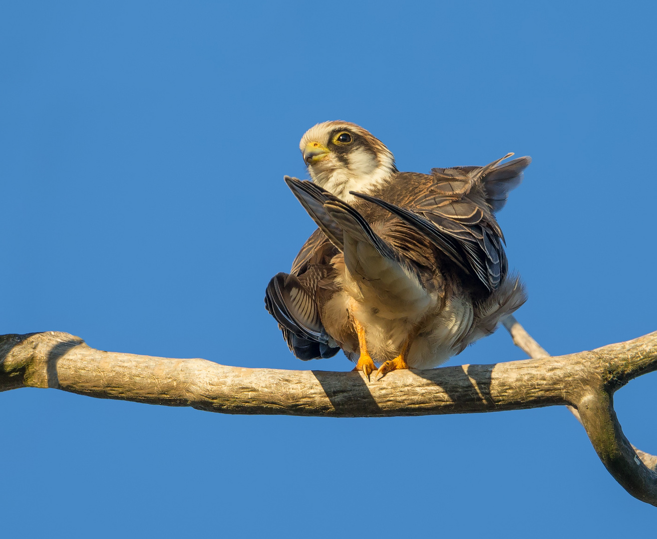 Junger Rotfußfalke