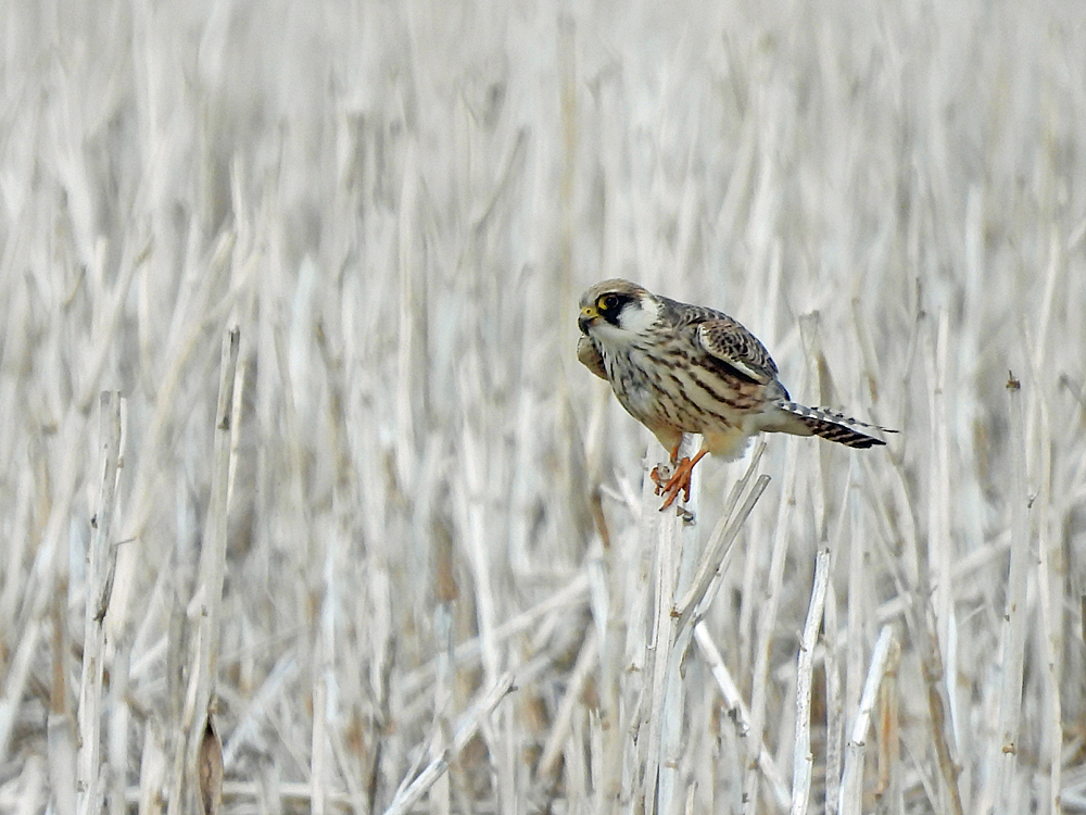 Junger Rotfußfalke (Doku)