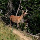 Junger Rothirsch (Cervus elaphus)