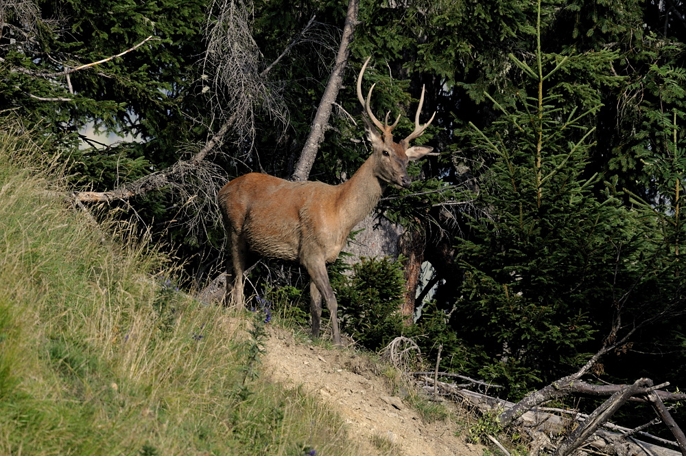 Junger Rothirsch (Cervus elaphus)