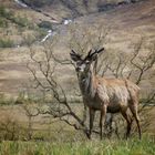 Junger Rothirsch im Glen Etive