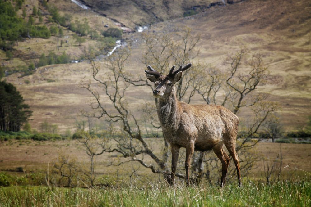 Junger Rothirsch im Glen Etive