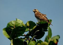 Junger Rotschulterbussard