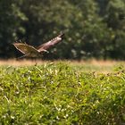 Junger Rotschulterbussard