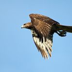 Junger Rotschwanzbussard