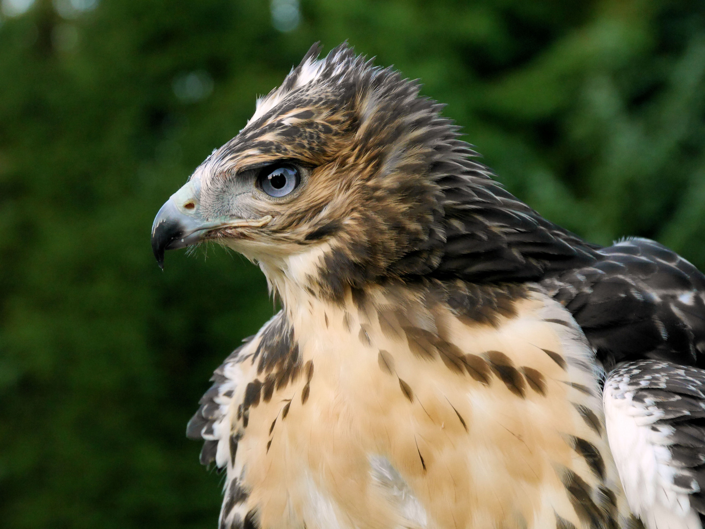 Junger Rotschwanzbussard