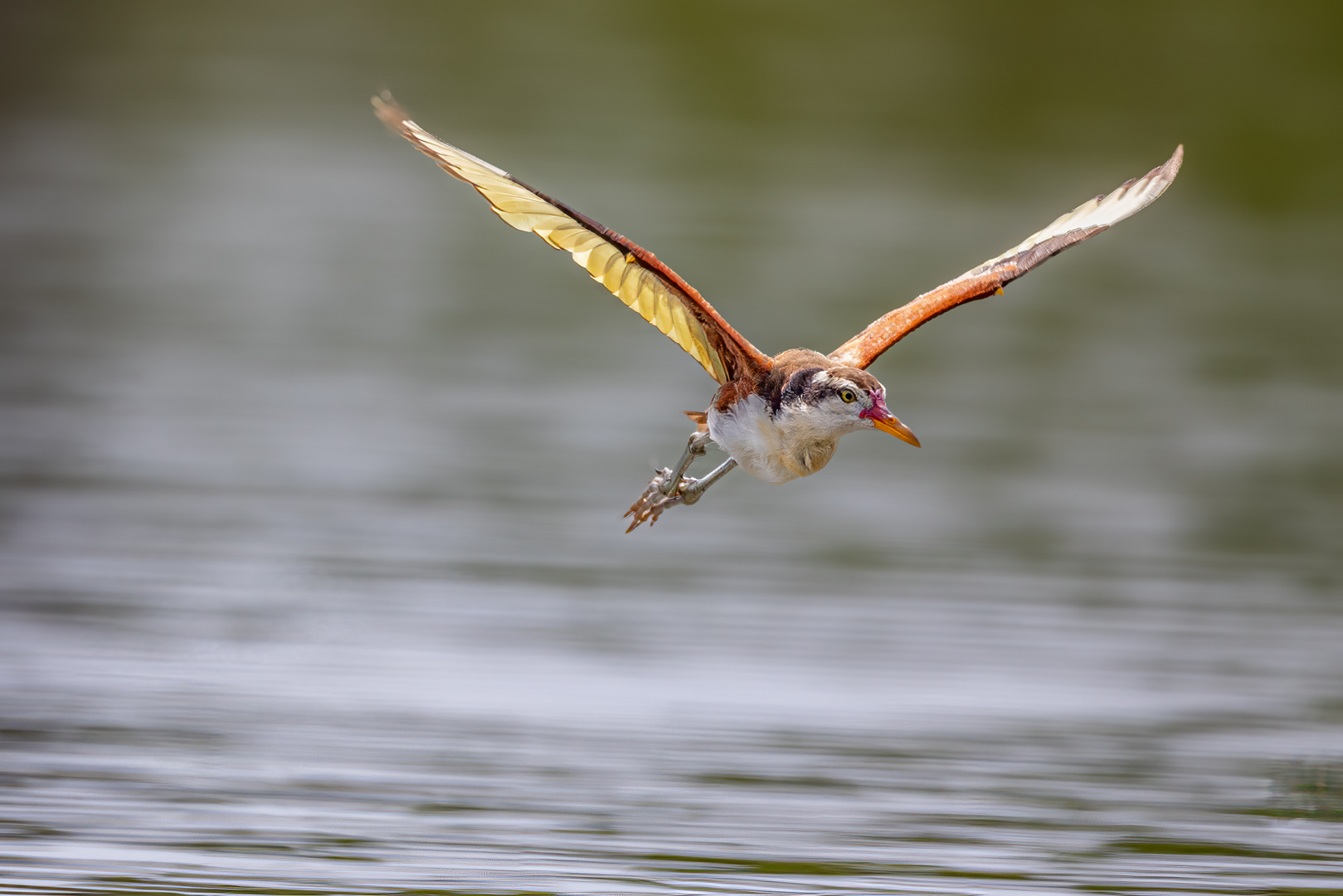 Junger Rotstirn-Jassana (Wattled Jacana)