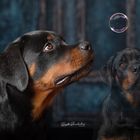 Junger Rottweiler 