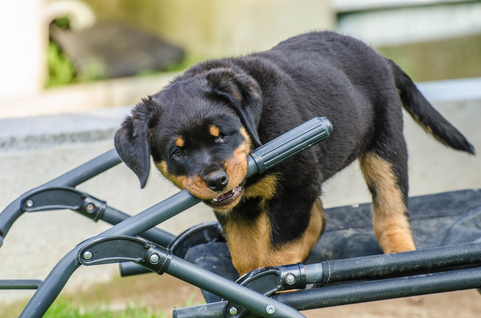 junger rottweiler