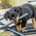 junger rottweiler