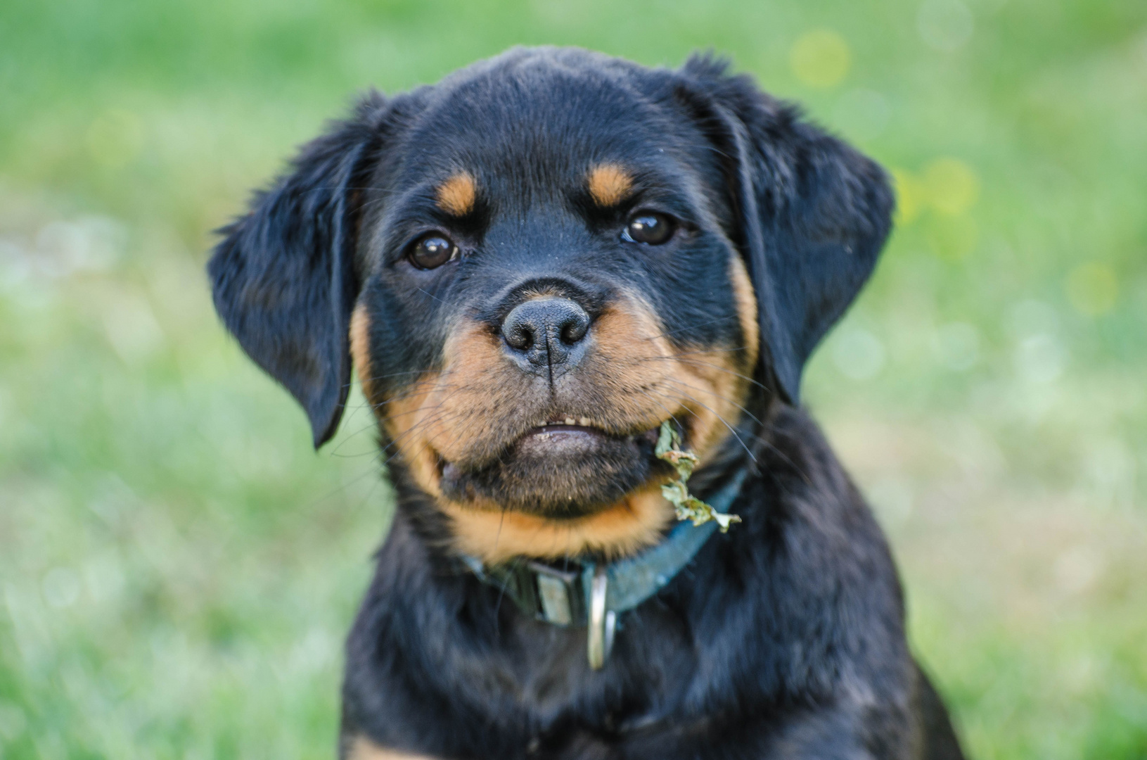 junger rottweiler