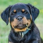 junger rottweiler