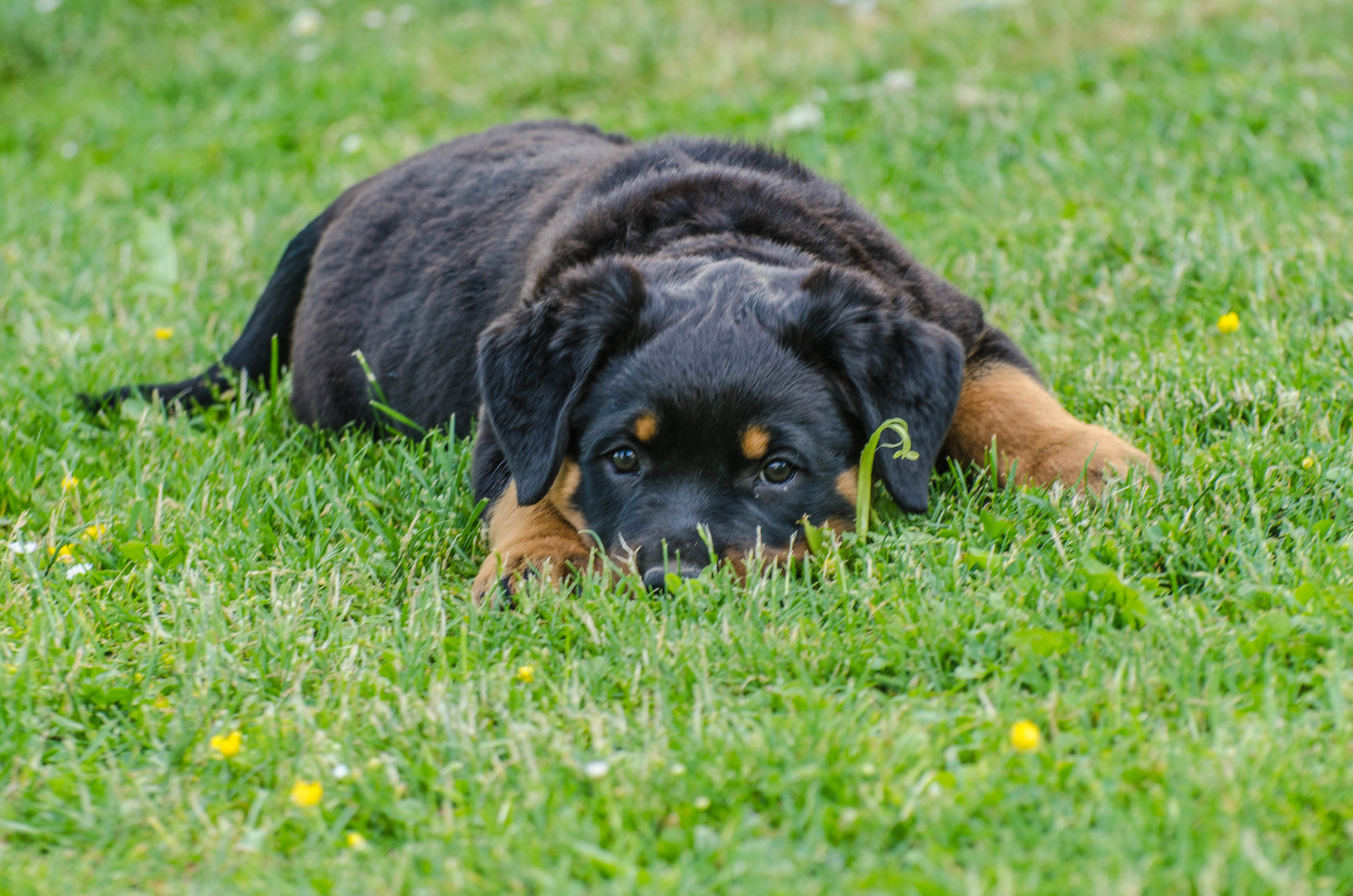 junger rottweiler