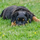 junger rottweiler