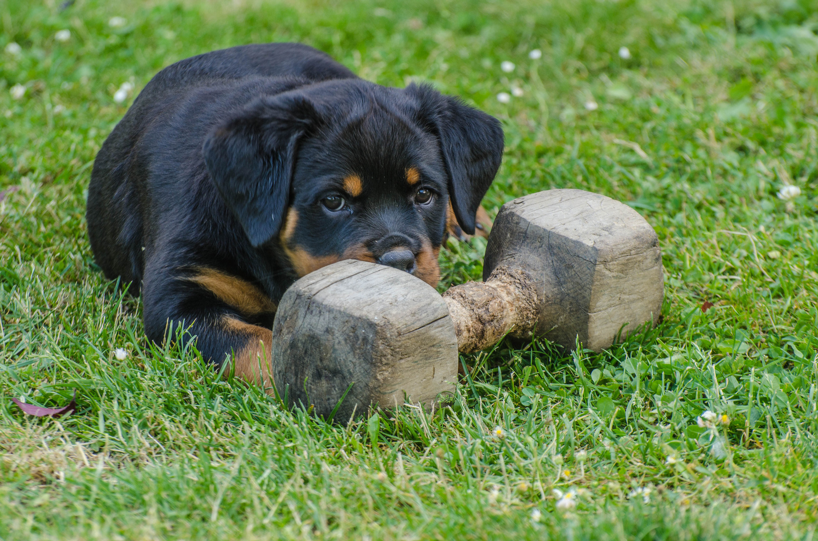 junger rottweiler