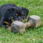 junger rottweiler