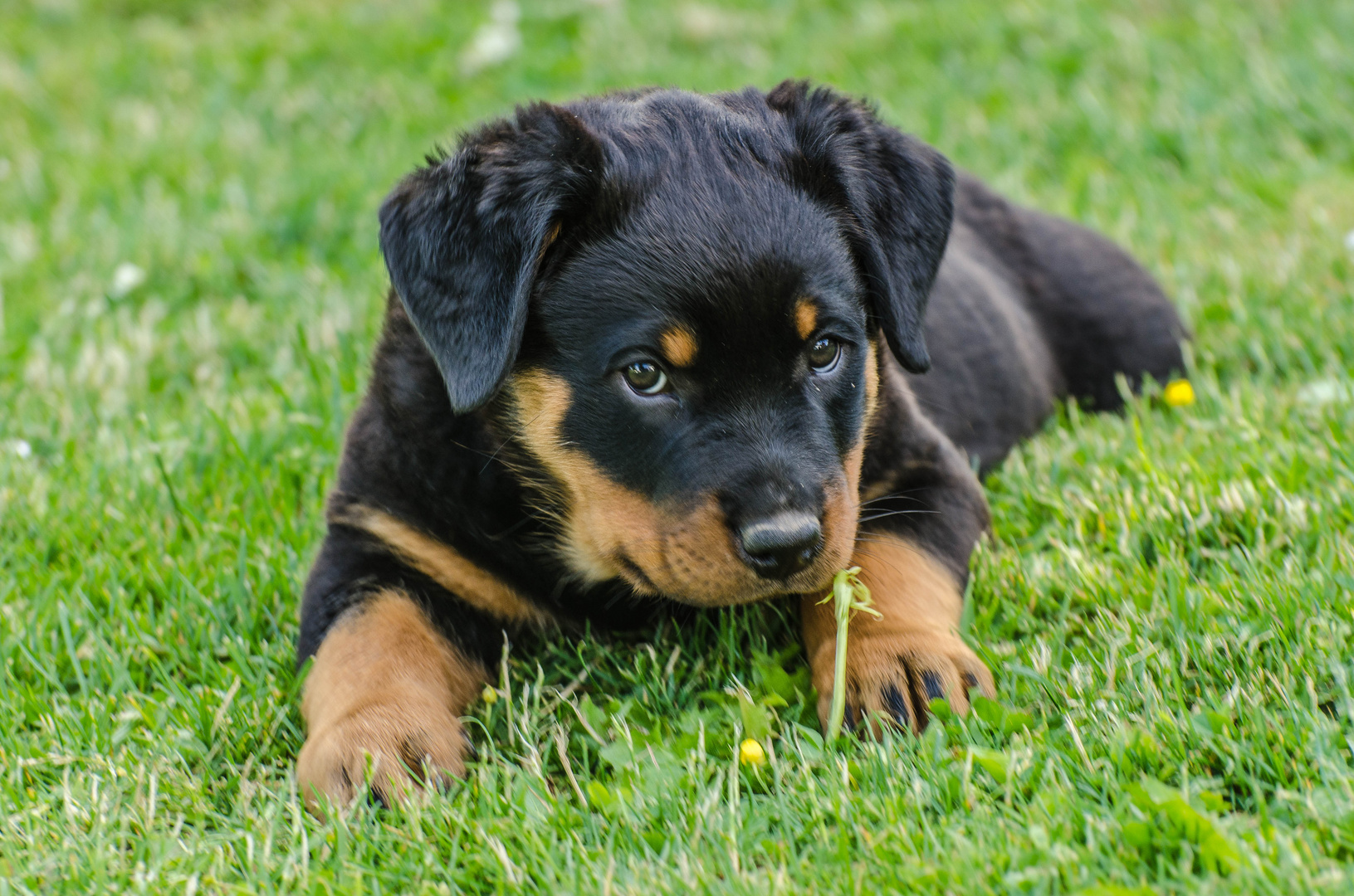 junger Rottweiler