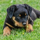 junger Rottweiler