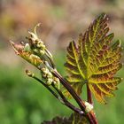 Junger Rotwein ;-)