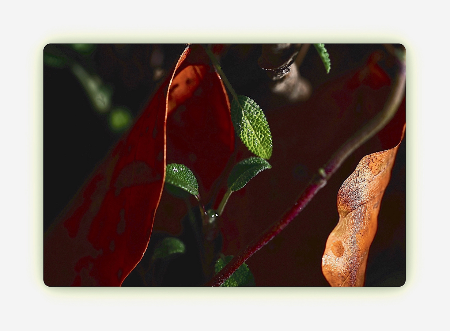 junger Salbei im Herbstlaub