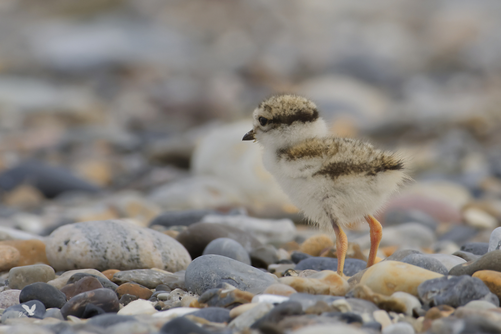 Junger Sandregenpfeifer (Charadrius hiaticula) ...