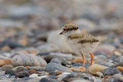 Junger Sandregenpfeifer (Charadrius hiaticula) ...